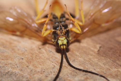 Ichneumon crispatorius